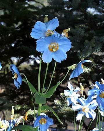 8月4日の誕生花 花言葉 誕生花 花言葉辞典