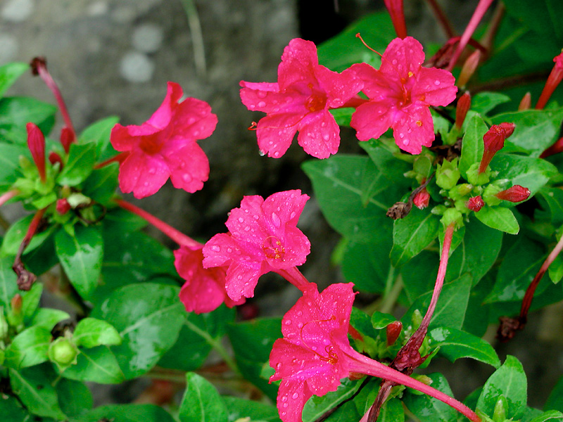 8月5日の誕生花 花言葉 誕生花 花言葉辞典