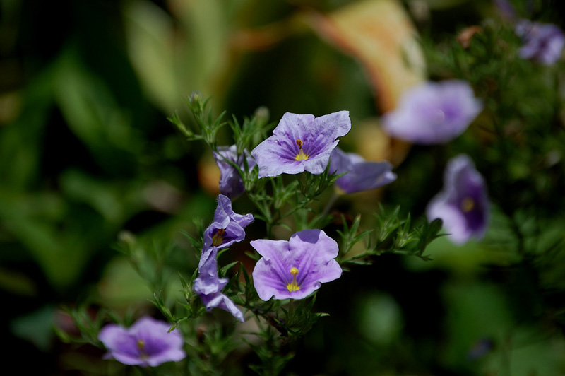 8月6日の誕生花 花言葉 誕生花 花言葉辞典