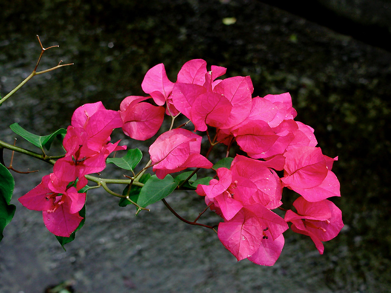 8月9日の誕生花 花言葉 誕生花 花言葉辞典