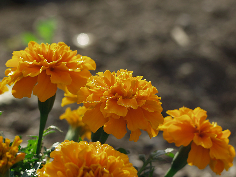 8月15日の誕生花 花言葉 誕生花 花言葉辞典