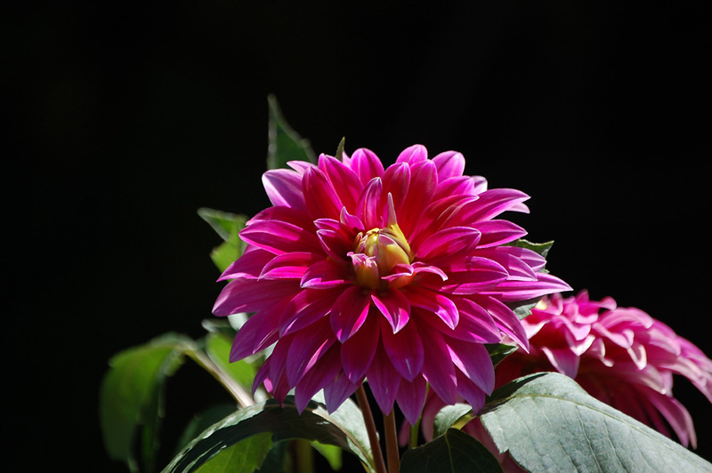 8月17日の誕生花 花言葉 誕生花 花言葉辞典