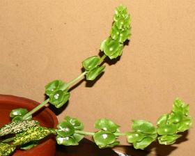 8月23日の誕生花 花言葉 誕生花 花言葉辞典