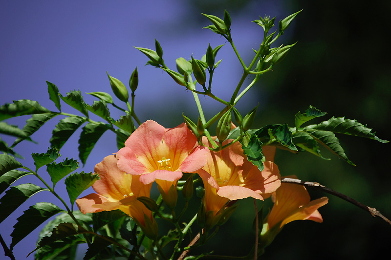 8月31日の誕生花 花言葉 誕生花 花言葉辞典