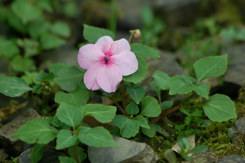 9月1日の誕生花 花言葉 誕生花 花言葉辞典