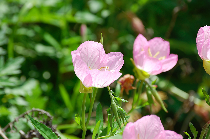 9月2日の誕生花 花言葉 誕生花 花言葉辞典