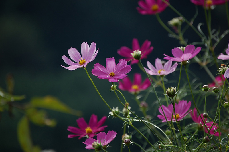 9月3日の誕生花 花言葉 誕生花 花言葉辞典