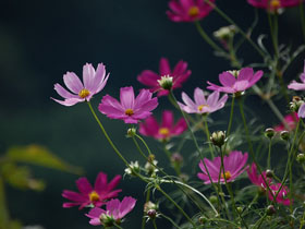 9月3日の誕生花 花言葉 誕生花 花言葉辞典