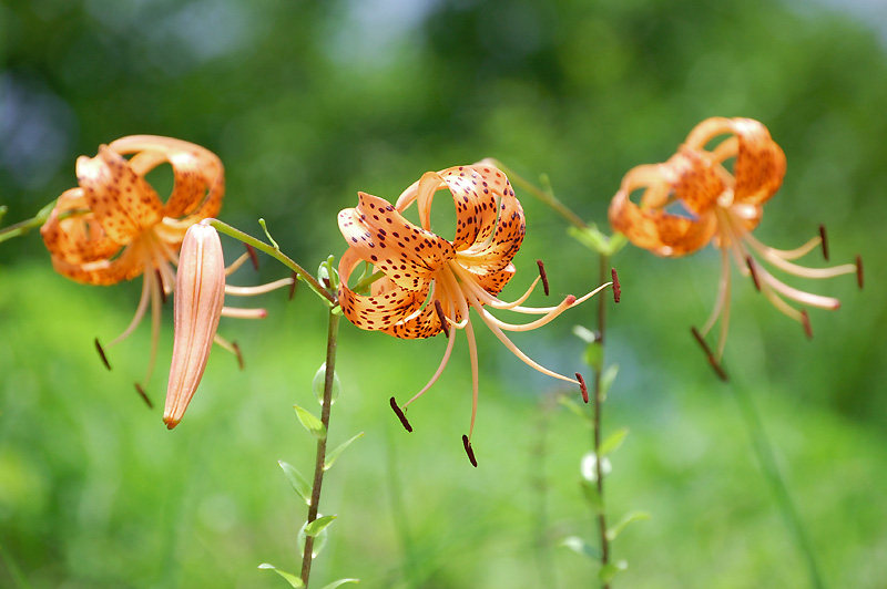 9月15日の誕生花 花言葉 誕生花 花言葉辞典