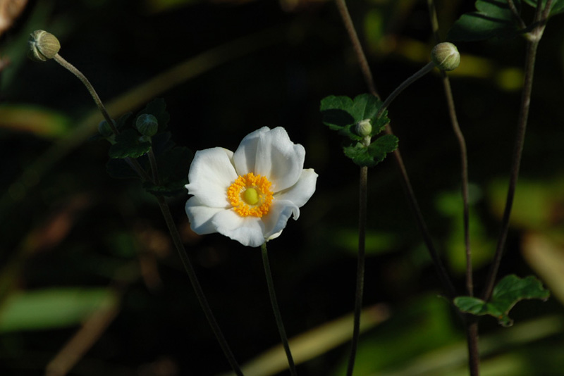 10月2日の誕生花 花言葉 誕生花 花言葉辞典