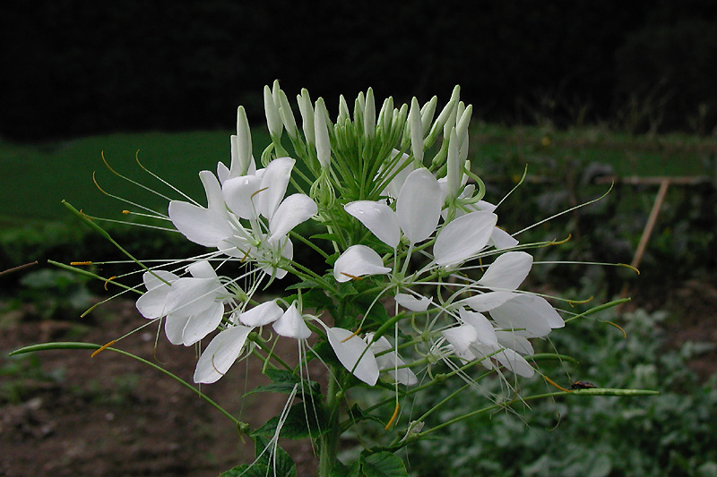 10月5日の誕生花 花言葉 誕生花 花言葉辞典