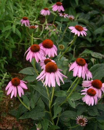 10月7日の誕生花 花言葉 誕生花 花言葉辞典