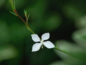 10月8日の誕生花 花言葉 誕生花 花言葉辞典