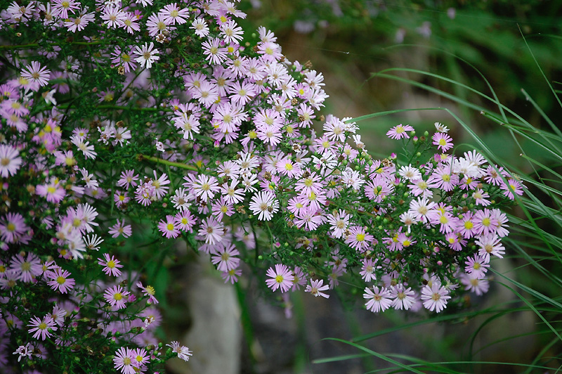 10月11日の誕生花 花言葉 誕生花 花言葉辞典