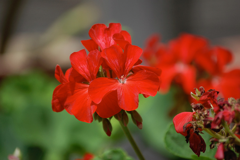 10月12日の誕生花 花言葉 誕生花 花言葉辞典