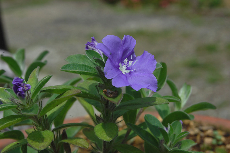 10月14日の誕生花 花言葉 誕生花 花言葉辞典