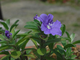 10月14日の誕生花 花言葉 誕生花 花言葉辞典