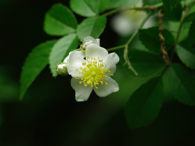 野ばら（野薔薇）ノイバラ