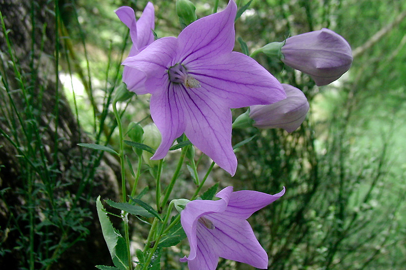 10月31日の誕生花 花言葉 誕生花 花言葉辞典