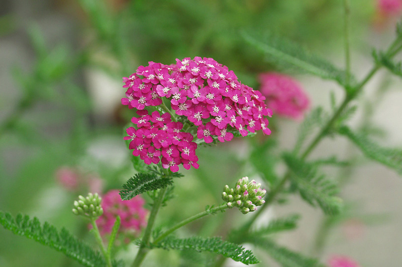 11月17日の誕生花 花言葉 誕生花 花言葉辞典