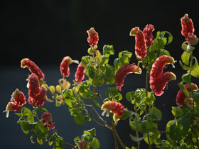 11月18日の誕生花 花言葉 誕生花 花言葉辞典