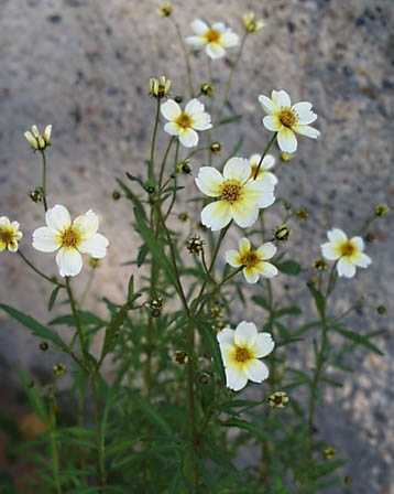 12月8日の誕生花 花言葉 誕生花 花言葉辞典