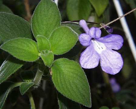 12月10日の誕生花 花言葉 誕生花 花言葉辞典