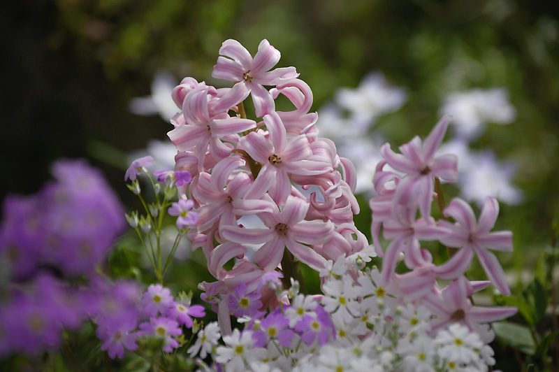 12月11日の誕生花 花言葉 誕生花 花言葉辞典