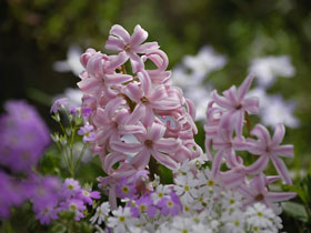12月11日の誕生花 花言葉 誕生花 花言葉辞典