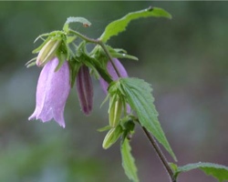 蛍袋（ほたる袋） (Campanula)-Botanica Garden