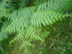 羊歯（しだ） (Fern)-Wikipedia