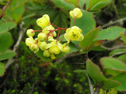 蛇不登（へびのぼらず）（Berberis）-フーさんの山ある記