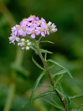 鋸草(のこぎり草)-Wikipedia