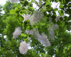 リュース・コチナス(Smoke-tree)-Botanica Garden