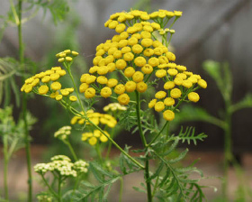 蓬菊（よもぎ菊） (Tansy)